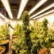 fleurs de CBD