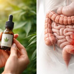 découvrez si le cbd peut être une aide naturelle efficace contre la diverticulite ou s'il reste inefficace. analyse des bienfaits et limites du cbd pour cette maladie intestinale.